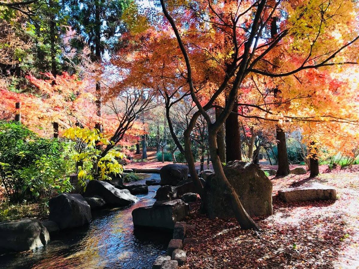 不輸京都!大阪秋天限定7祕境:星之鞦韆、楓紅不倒翁、浪漫金黃大道 不輸京都!大阪秋天限定7祕境:星之鞦韆、楓紅不倒翁、浪漫金黃大道