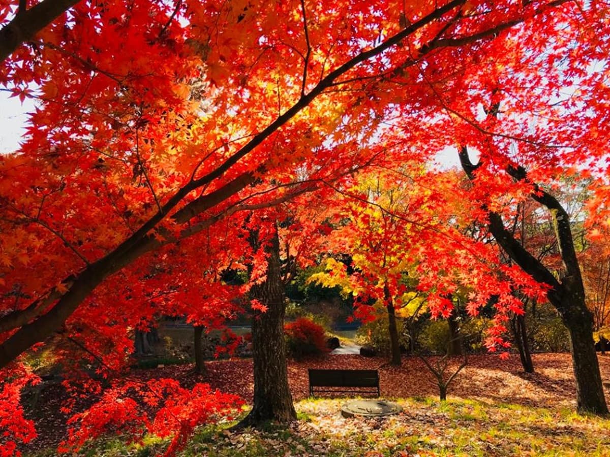 不輸京都!大阪秋天限定7祕境:星之鞦韆、楓紅不倒翁、浪漫金黃大道 不輸京都!大阪秋天限定7祕境:星之鞦韆、楓紅不倒翁、浪漫金黃大道