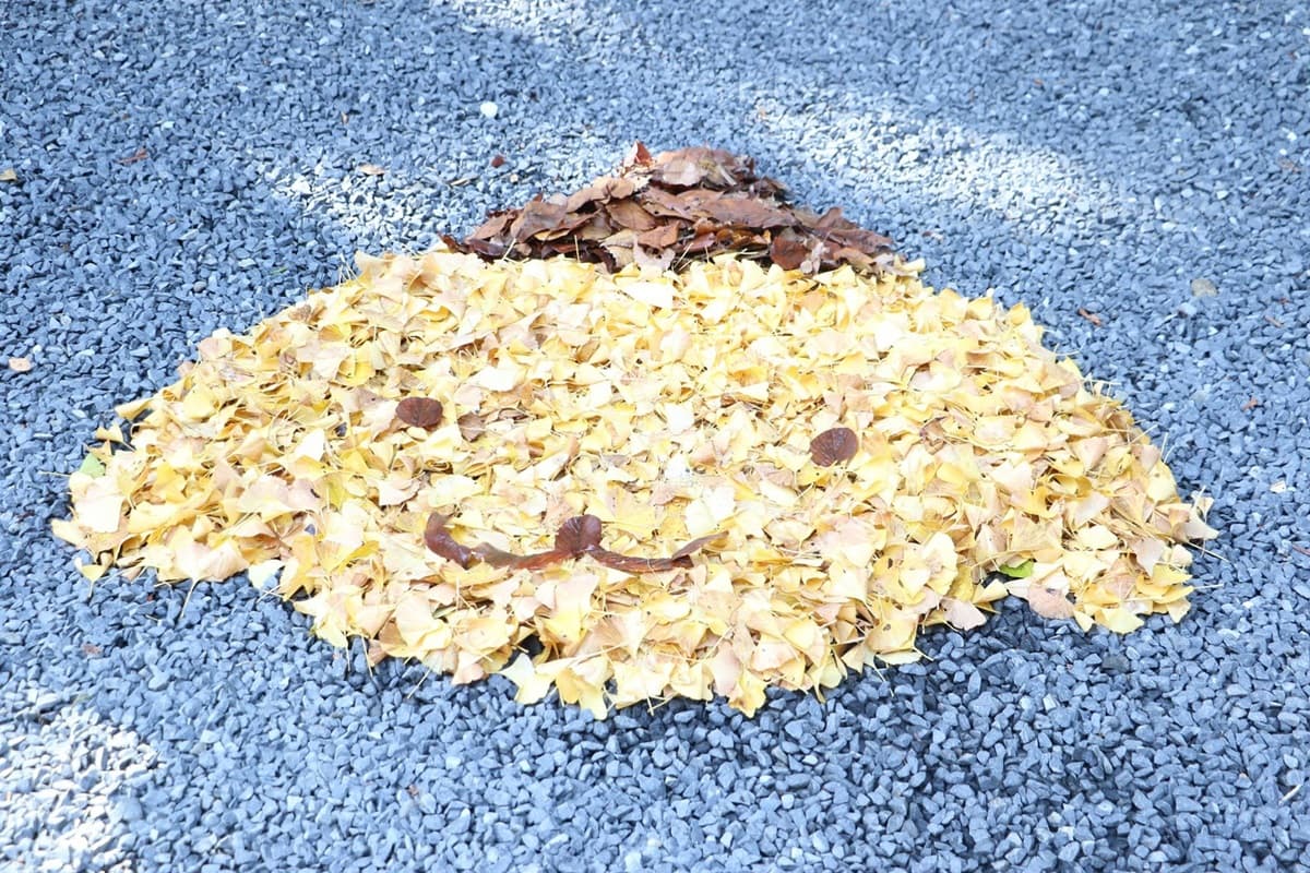 滿地都是小可愛!熊野大社把銀杏楓葉掃成小熊維尼、布丁狗,快來躺拍了 滿地都是小可愛!熊野大社把銀杏楓葉掃成小熊維尼、布丁狗,快來躺拍了