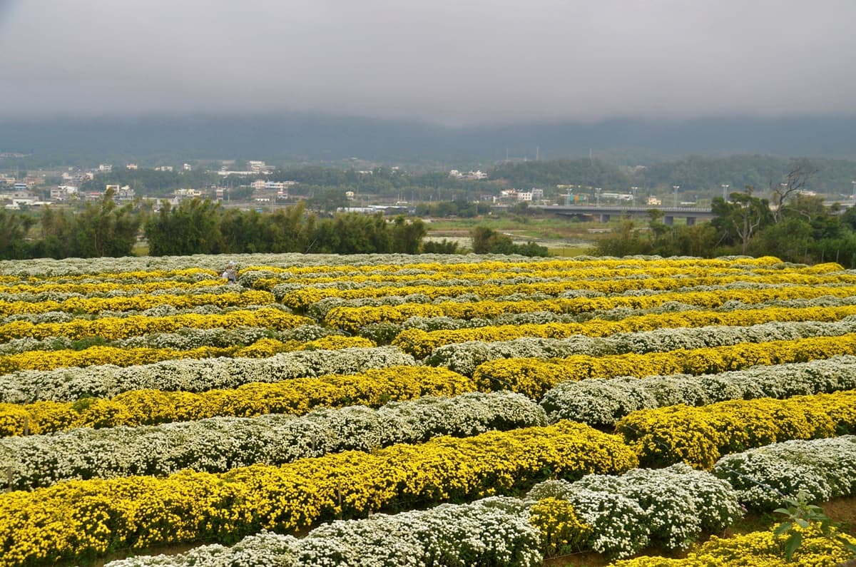 下雪了!2019苗栗「杭菊芋頭節」粉嫩白花球爆開一片雪色海,秒拍仙境級美照 下雪了!2019苗栗「杭菊芋頭節」粉嫩白花球爆開一片雪色海,秒拍仙境級美照