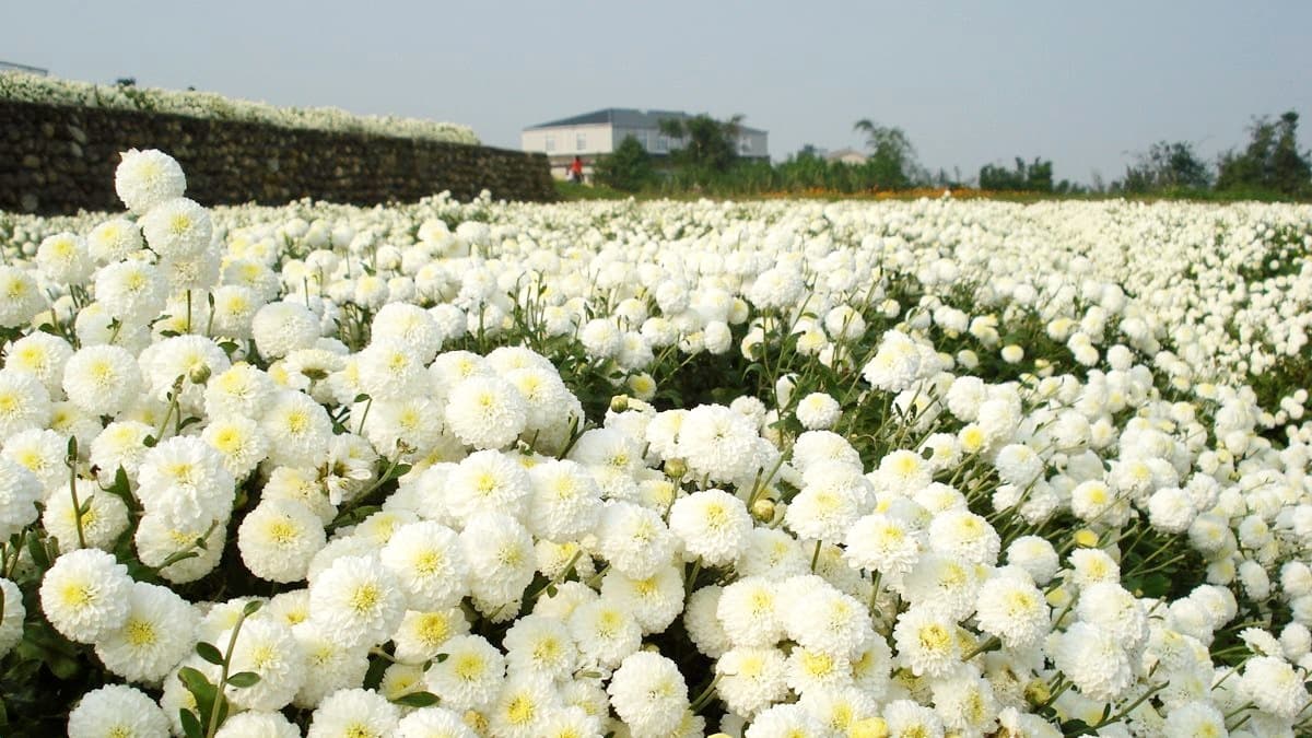 下雪了!2019苗栗「杭菊芋頭節」粉嫩白花球爆開一片雪色海,秒拍仙境級美照 下雪了!2019苗栗「杭菊芋頭節」粉嫩白花球爆開一片雪色海,秒拍仙境級美照