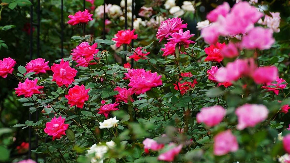 台北「香水級花海」開了!850種玫瑰免費拍到飽,浪漫花牆、拱門必拍 台北「香水級花海」開了!850種玫瑰免費拍到飽,浪漫花牆、拱門必拍