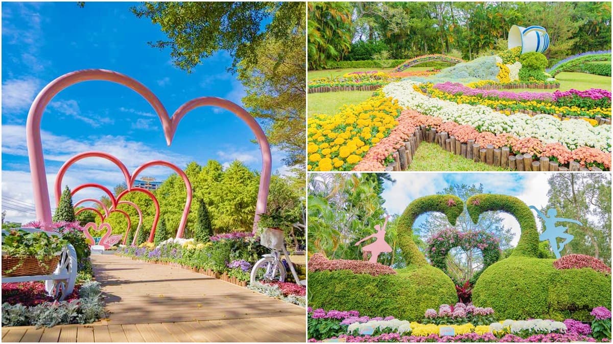 衝士林新花海!菊花造景變出五月天〈派對動物〉、周董〈爺爺泡的茶〉,18萬盆免費拍