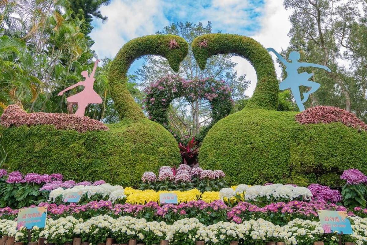 衝士林新花海!菊花造景變出五月天〈派對動物〉、周董〈爺爺泡的茶〉,18萬盆免費拍 衝士林新花海!菊花造景變出五月天〈派對動物〉、周董〈爺爺泡的茶〉,18萬盆免費拍