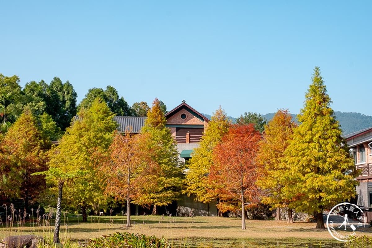 這裡可以「被落羽松擁抱」!一整排鏡面彩色松林「走獨木橋才拍得到」 這裡可以「被落羽松擁抱」!一整排鏡面彩色松林「走獨木橋才拍得到」