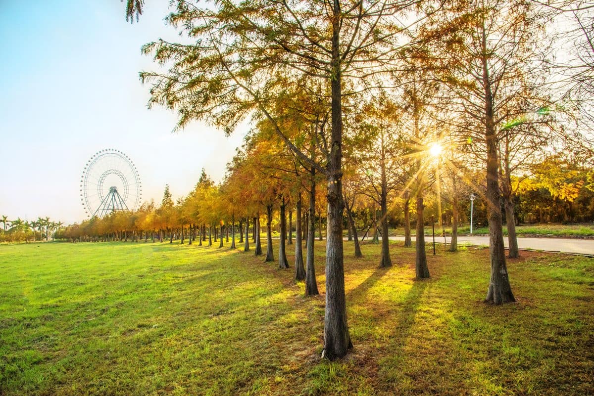 全台最大!近千顆「落羽松祕境」在后里,還能搭摩天輪超浪漫 全台最大!近千顆「落羽松祕境」在后里,還能搭摩天輪超浪漫