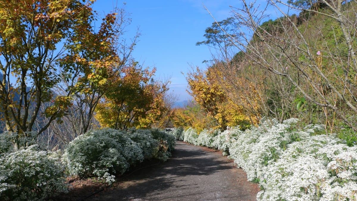 台中也飄雪了!「大片白雪木」覆蓋超浪漫,搭金黃色楓葉成IG夯點 台中也飄雪了!「大片白雪木」覆蓋超浪漫,搭金黃色楓葉成IG夯點