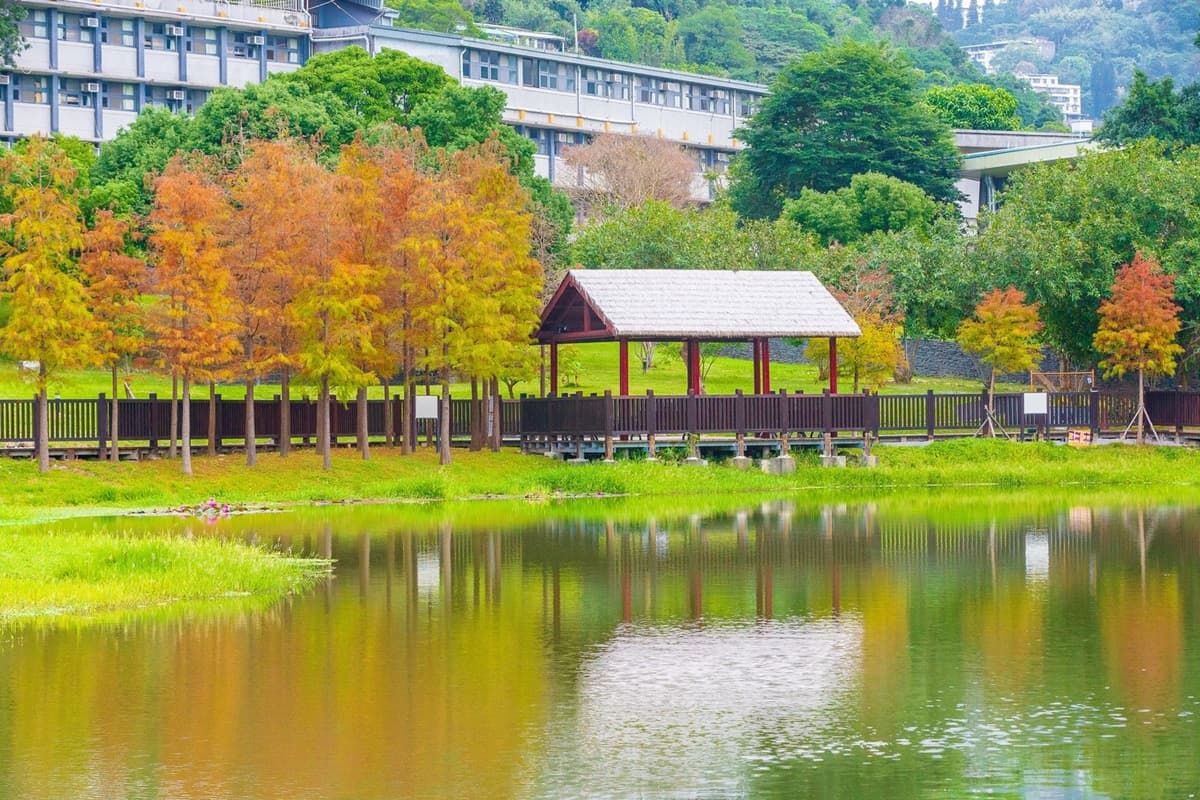 看這篇打卡!全台15處「漸層系」落羽松祕境開放追,必衝新開幕「摩天輪童話松林」 看這篇打卡!全台15處「漸層系」落羽松祕境開放追,必衝新開幕「摩天輪童話松林」