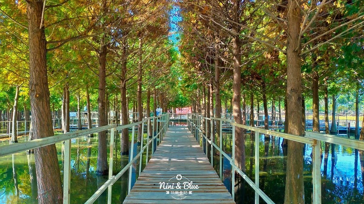 看這篇打卡!全台15處「漸層系」落羽松祕境開放追,必衝新開幕「摩天輪童話松林」 看這篇打卡!全台15處「漸層系」落羽松祕境開放追,必衝新開幕「摩天輪童話松林」