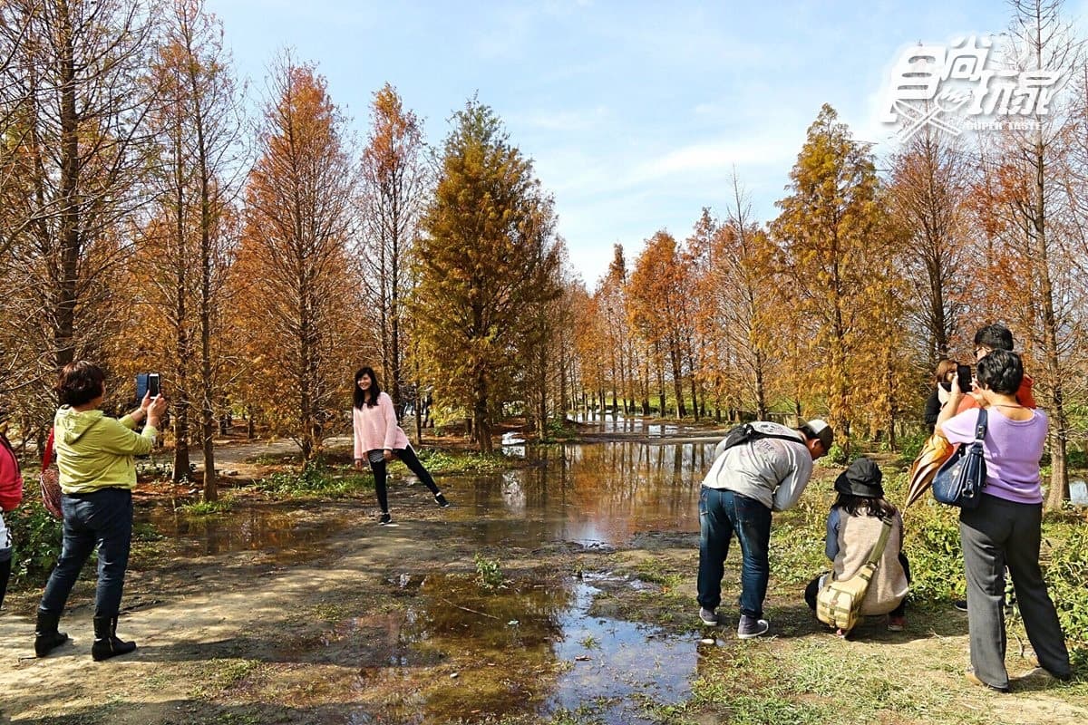 看這篇打卡!全台15處「漸層系」落羽松祕境開放追,必衝新開幕「摩天輪童話松林」 看這篇打卡!全台15處「漸層系」落羽松祕境開放追,必衝新開幕「摩天輪童話松林」