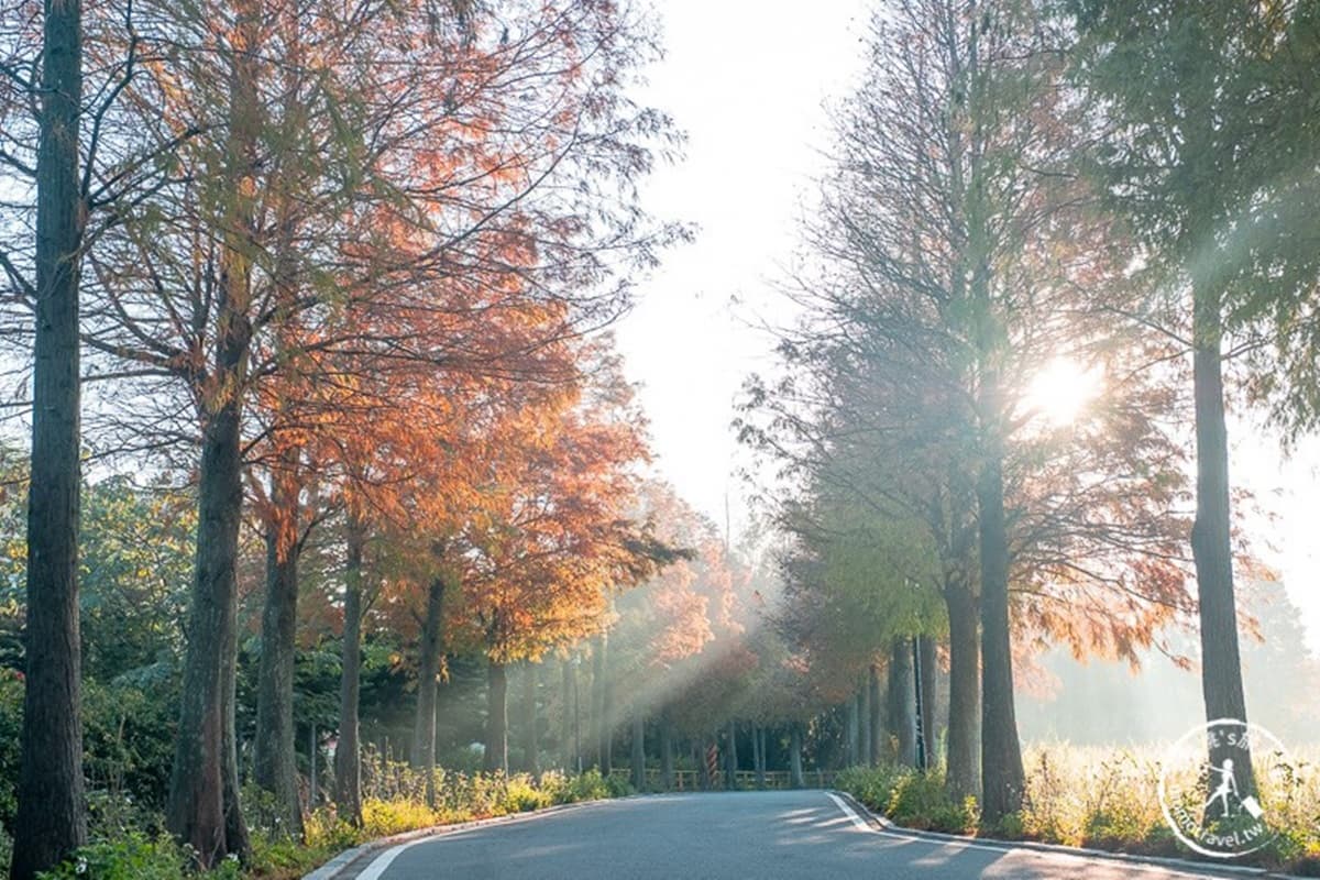 全紅了!桃園落羽松大道「彎出絕美疊影」,還能抓拍期間限定「暖金色光束」 全紅了!桃園落羽松大道「彎出絕美疊影」,還能抓拍期間限定「暖金色光束」