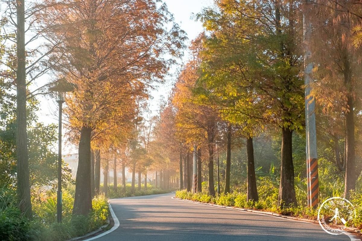 全紅了!桃園落羽松大道「彎出絕美疊影」,還能抓拍期間限定「暖金色光束」 全紅了!桃園落羽松大道「彎出絕美疊影」,還能抓拍期間限定「暖金色光束」