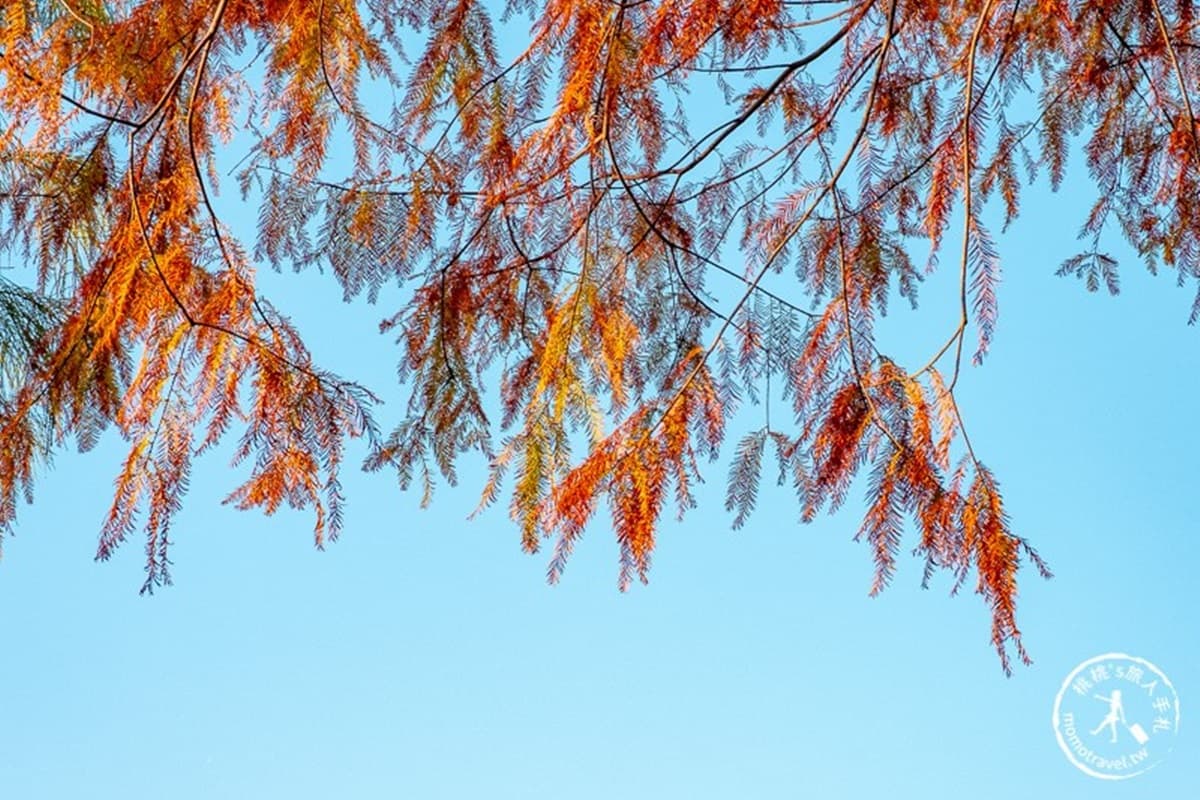 全紅了!桃園落羽松大道「彎出絕美疊影」,還能抓拍期間限定「暖金色光束」 全紅了!桃園落羽松大道「彎出絕美疊影」,還能抓拍期間限定「暖金色光束」