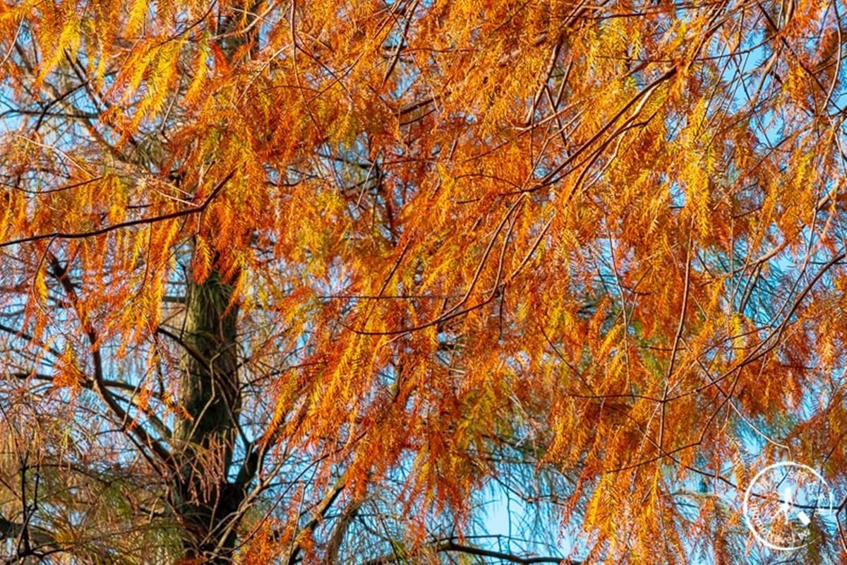 全紅了!桃園落羽松大道「彎出絕美疊影」,還能抓拍期間限定「暖金色光束」 全紅了!桃園落羽松大道「彎出絕美疊影」,還能抓拍期間限定「暖金色光束」