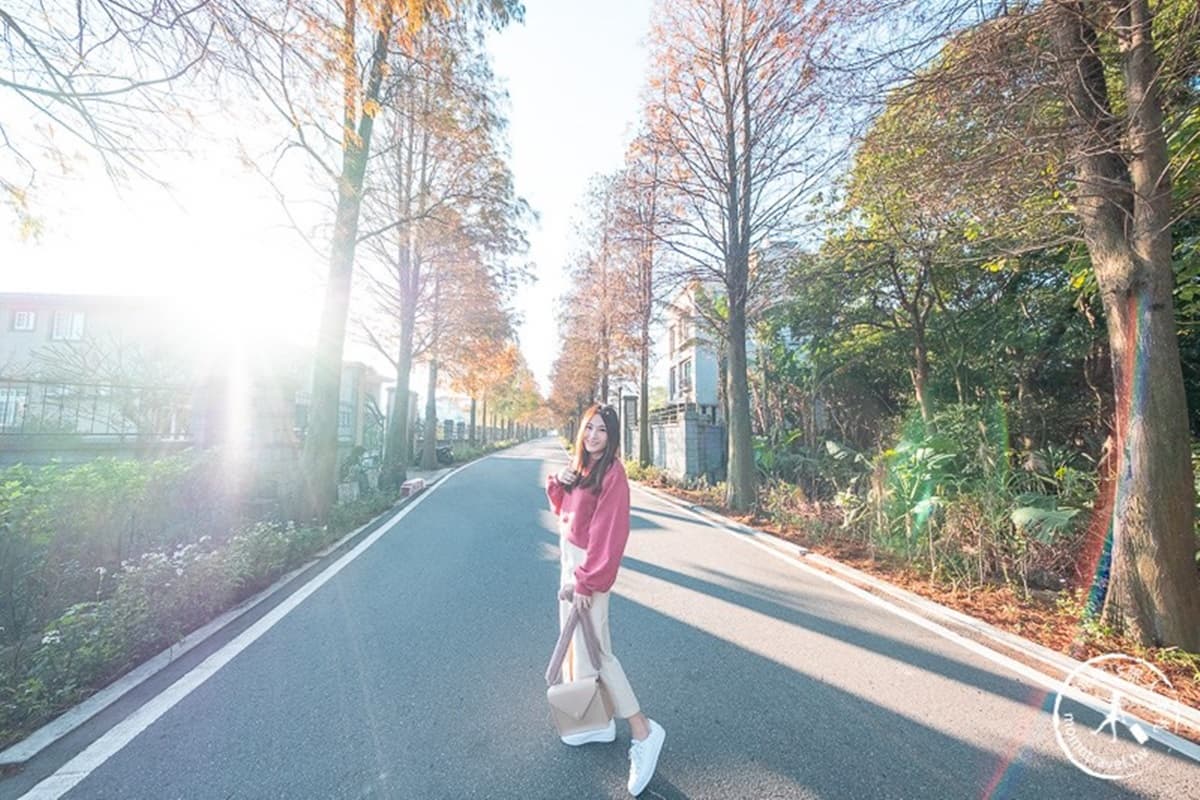 全紅了!桃園落羽松大道「彎出絕美疊影」,還能抓拍期間限定「暖金色光束」 全紅了!桃園落羽松大道「彎出絕美疊影」,還能抓拍期間限定「暖金色光束」