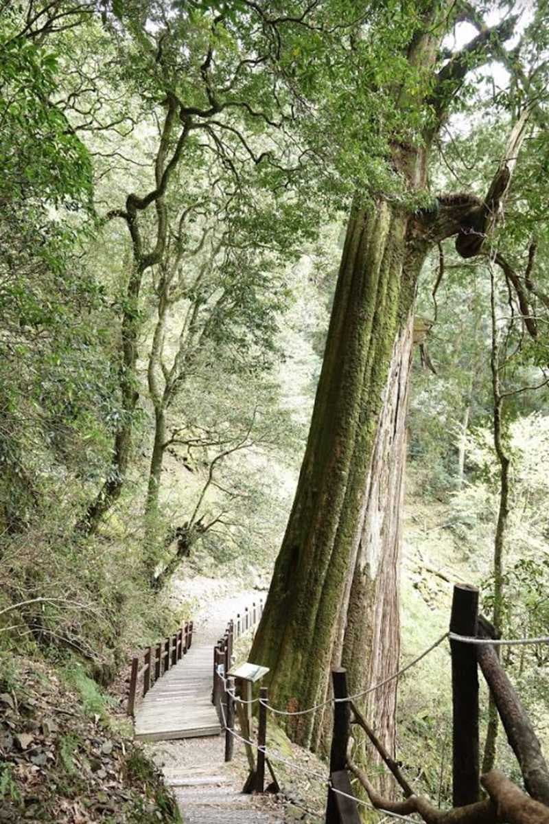 森林步道走春去!16個國家森林遊樂區不打烊,阿里山還有免費接駁車 森林步道走春去!16個國家森林遊樂區不打烊,阿里山還有免費接駁車