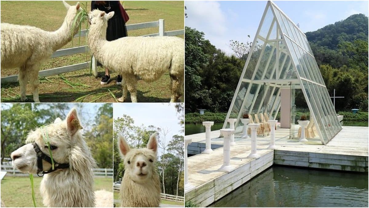 戲迷回味!桃園5個偶像劇美拍場景:彩虹花海、水晶教堂,還能餵草泥馬、穿宮廷服 戲迷回味!桃園5個偶像劇美拍場景:彩虹花海、水晶教堂,還能餵草泥馬、穿宮廷服