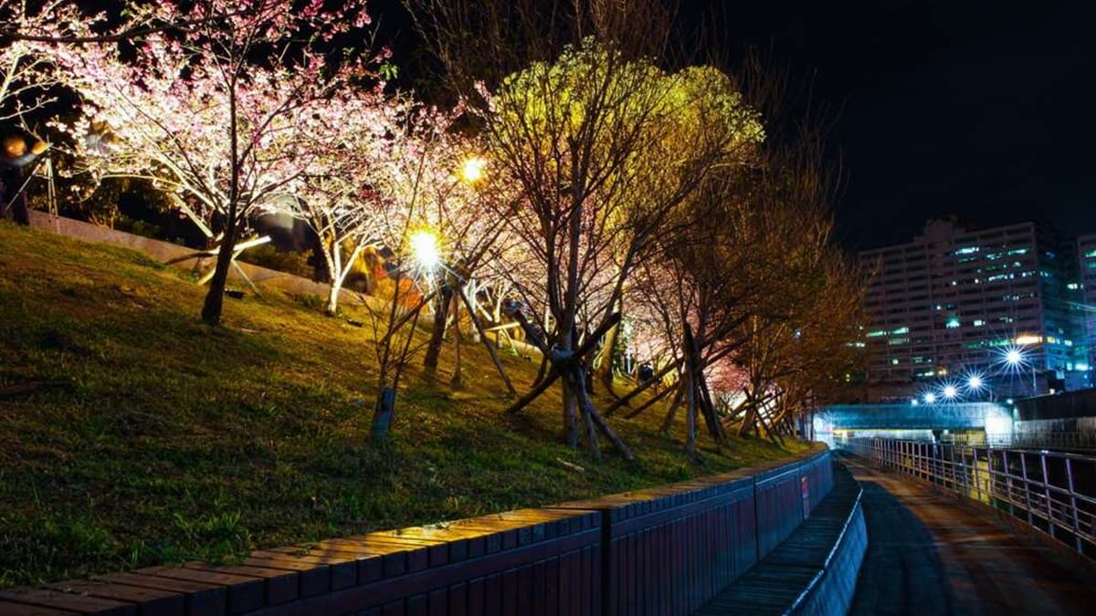 絕美夜櫻步道就在市區!3公里「樂活夜櫻季」來囉,還有限定露天電影院 絕美夜櫻步道就在市區!3公里「樂活夜櫻季」來囉,還有限定露天電影院