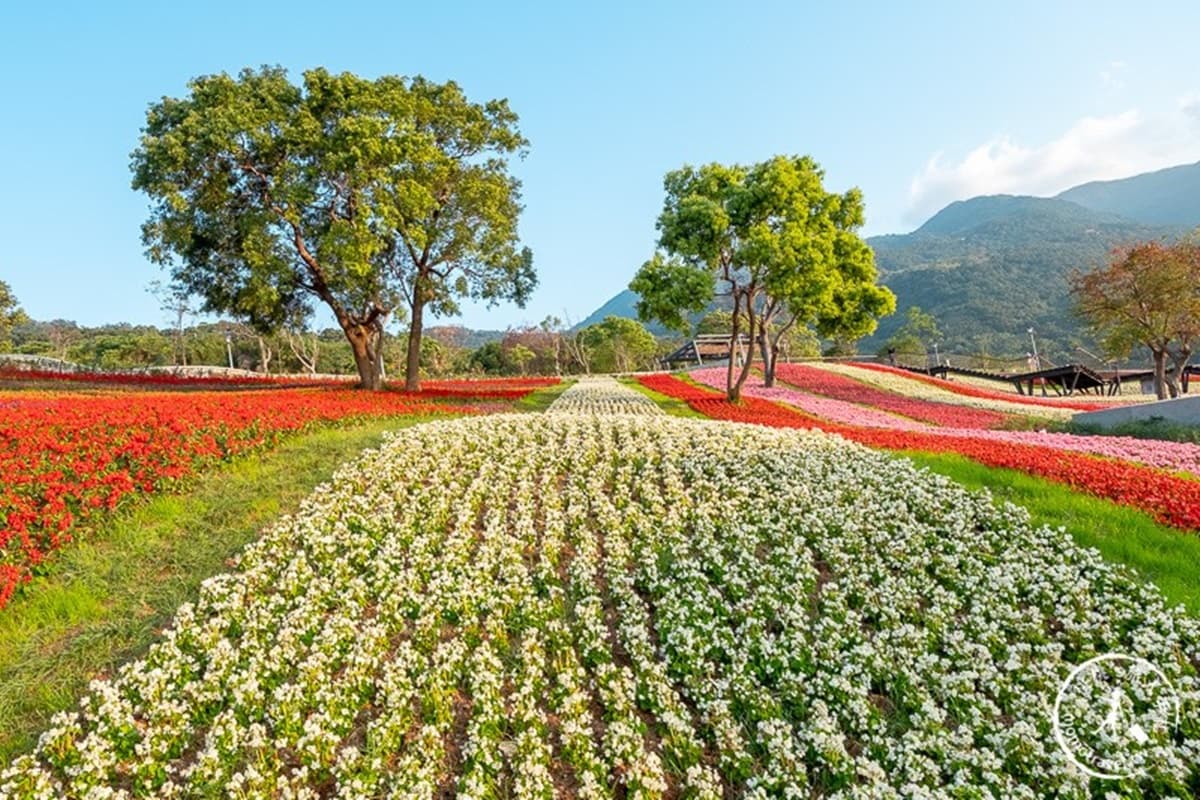 台北新祕境「富良野花海」!北投三層崎「9萬盆漸層花」滾滿山坡,最佳拍攝點曝光 台北新祕境「富良野花海」!北投三層崎「9萬盆漸層花」滾滿山坡,最佳拍攝點曝光