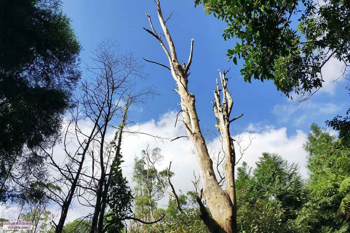 宜蘭礁溪這樣玩,IG爆紅神級美景「抹茶山」親體驗,雲霧像是棉花糖 宜蘭礁溪這樣玩,IG爆紅神級美景「抹茶山」親體驗,雲霧像是棉花糖