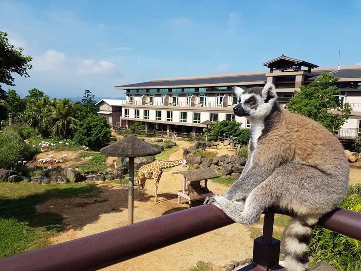 全台唯一「動物園飯店」!長頸鹿、羊駝來敲窗,還有「丁滿」陪吃飯 全台唯一「動物園飯店」!長頸鹿、羊駝來敲窗,還有「丁滿」陪吃飯