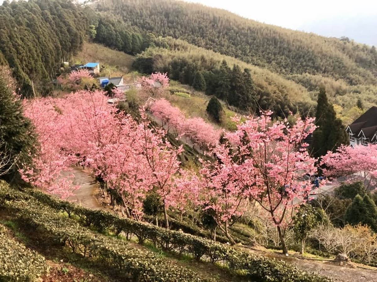宮崎駿級「粉紅小鎮」在新竹!藏在深山的「祕境櫻花季」開跑,雲海+日出超美 宮崎駿級「粉紅小鎮」在新竹!藏在深山的「祕境櫻花季」開跑,雲海+日出超美
