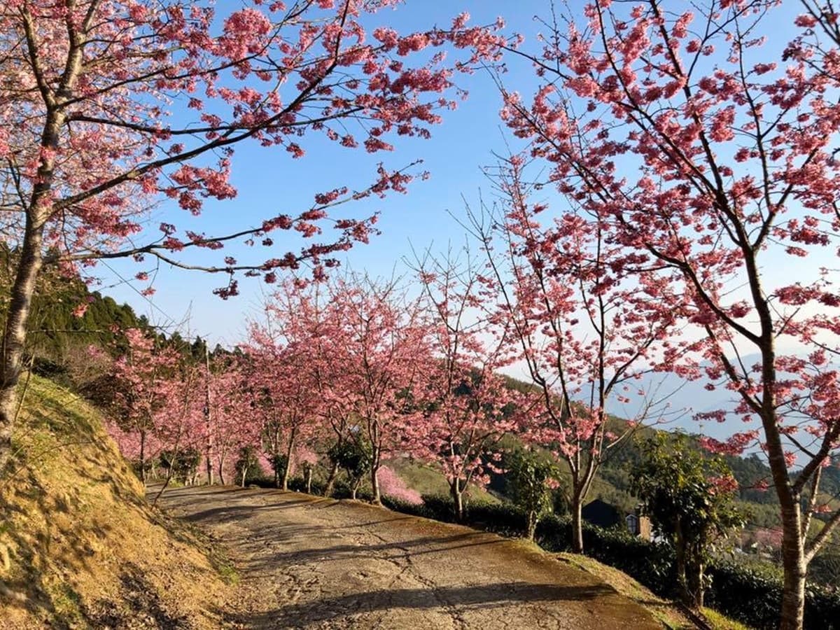 宮崎駿級「粉紅小鎮」在新竹!藏在深山的「祕境櫻花季」開跑,雲海+日出超美 宮崎駿級「粉紅小鎮」在新竹!藏在深山的「祕境櫻花季」開跑,雲海+日出超美