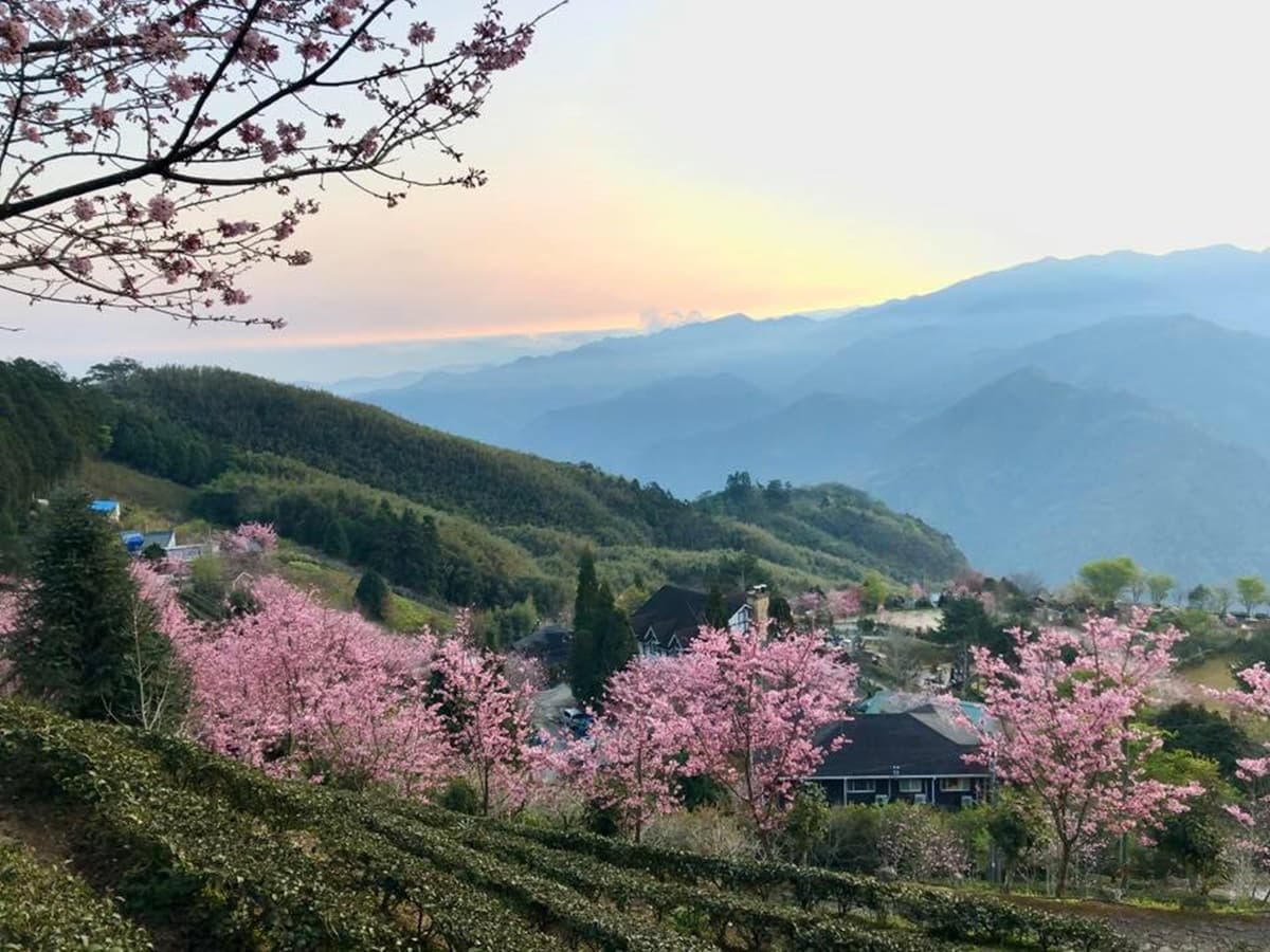 宮崎駿級「粉紅小鎮」在新竹!藏在深山的「祕境櫻花季」開跑,雲海+日出超美 宮崎駿級「粉紅小鎮」在新竹!藏在深山的「祕境櫻花季」開跑,雲海+日出超美