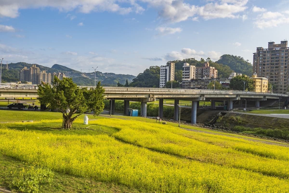 台北新花海「藏可愛驚喜」!千坪油菜花田「下捷運就到」,先找月亮椅、鐵桶兔合照 台北新花海「藏可愛驚喜」!千坪油菜花田「下捷運就到」,先找月亮椅、鐵桶兔合照