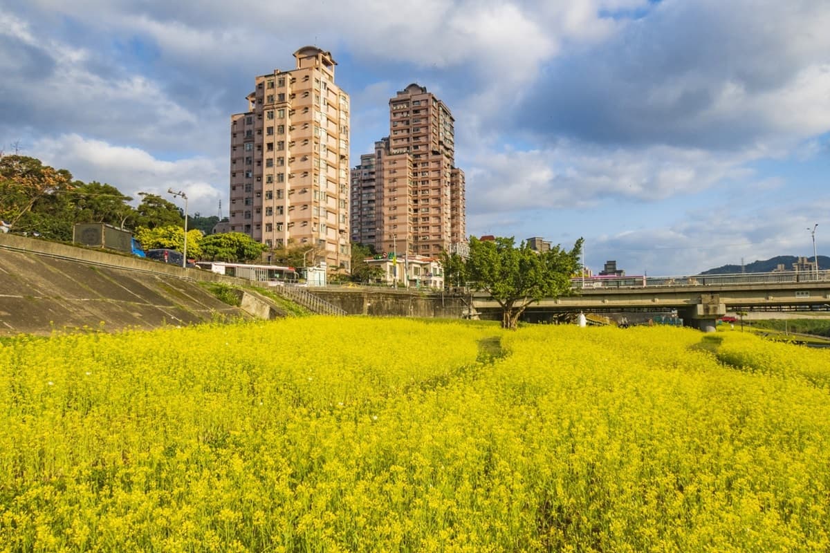 台北新花海「藏可愛驚喜」!千坪油菜花田「下捷運就到」,先找月亮椅、鐵桶兔合照 台北新花海「藏可愛驚喜」!千坪油菜花田「下捷運就到」,先找月亮椅、鐵桶兔合照