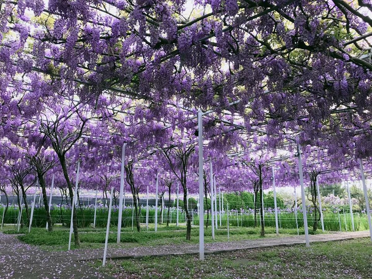 全台最大「紫藤花園」在淡水!千株紫藤花「從天灑下」最美花期曝光,順拍摩艾石像 全台最大「紫藤花園」在淡水!千株紫藤花「從天灑下」最美花期曝光,順拍摩艾石像