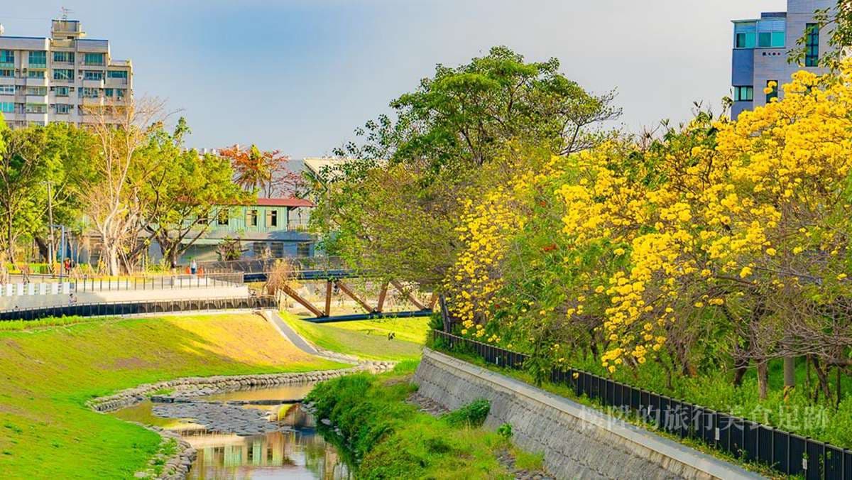 金黃色的台南超美!黃花風鈴木盛開,在地部落客推薦市區這2點 金黃色的台南超美!黃花風鈴木盛開,在地部落客推薦市區這2點