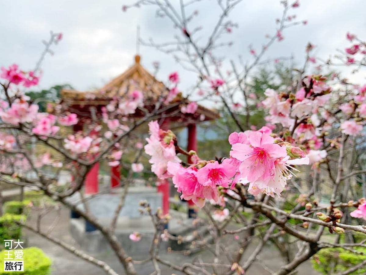 烏來賞櫻2祕境!三色櫻大道、寒櫻涼亭超好拍,還能順遊燕子湖、80尺飛瀑 烏來賞櫻2祕境!三色櫻大道、寒櫻涼亭超好拍,還能順遊燕子湖、80尺飛瀑