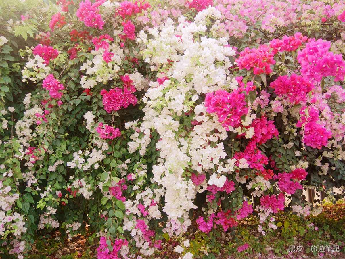 紫色花瀑太浪漫!來嘉義「九重葛大道」被花包圍,今年春天網美必修課 紫色花瀑太浪漫!來嘉義「九重葛大道」被花包圍,今年春天網美必修課