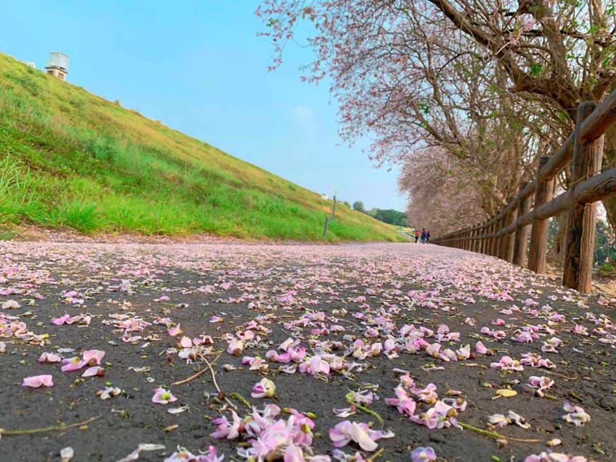 南洋櫻「粉紅花毯」好美啊!門票3折+停車費停收,到台南烏山頭水庫拜訪春天 南洋櫻「粉紅花毯」好美啊!門票3折+停車費停收,到台南烏山頭水庫拜訪春天