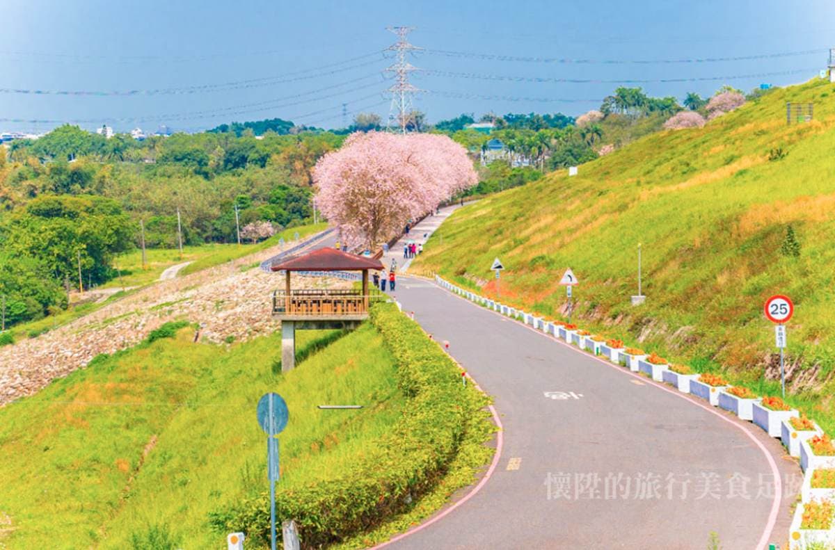 南洋櫻「粉紅花毯」好美啊!門票3折+停車費停收,到台南烏山頭水庫拜訪春天 南洋櫻「粉紅花毯」好美啊!門票3折+停車費停收,到台南烏山頭水庫拜訪春天