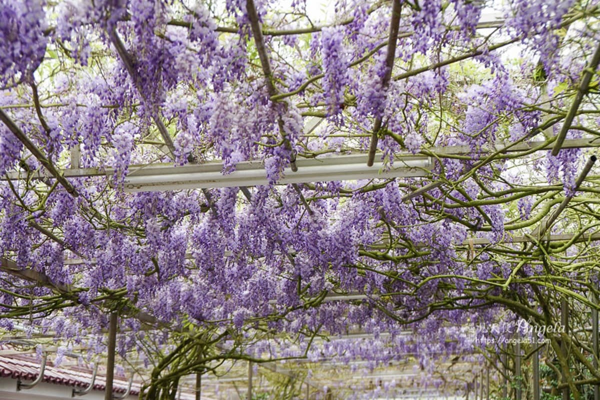 陽明山白海芋田「隱藏版紫藤花」在這!低消150「坐花海下用餐」還有限量餐點可吃 陽明山白海芋田「隱藏版紫藤花」在這!低消150「坐花海下用餐」還有限量餐點可吃