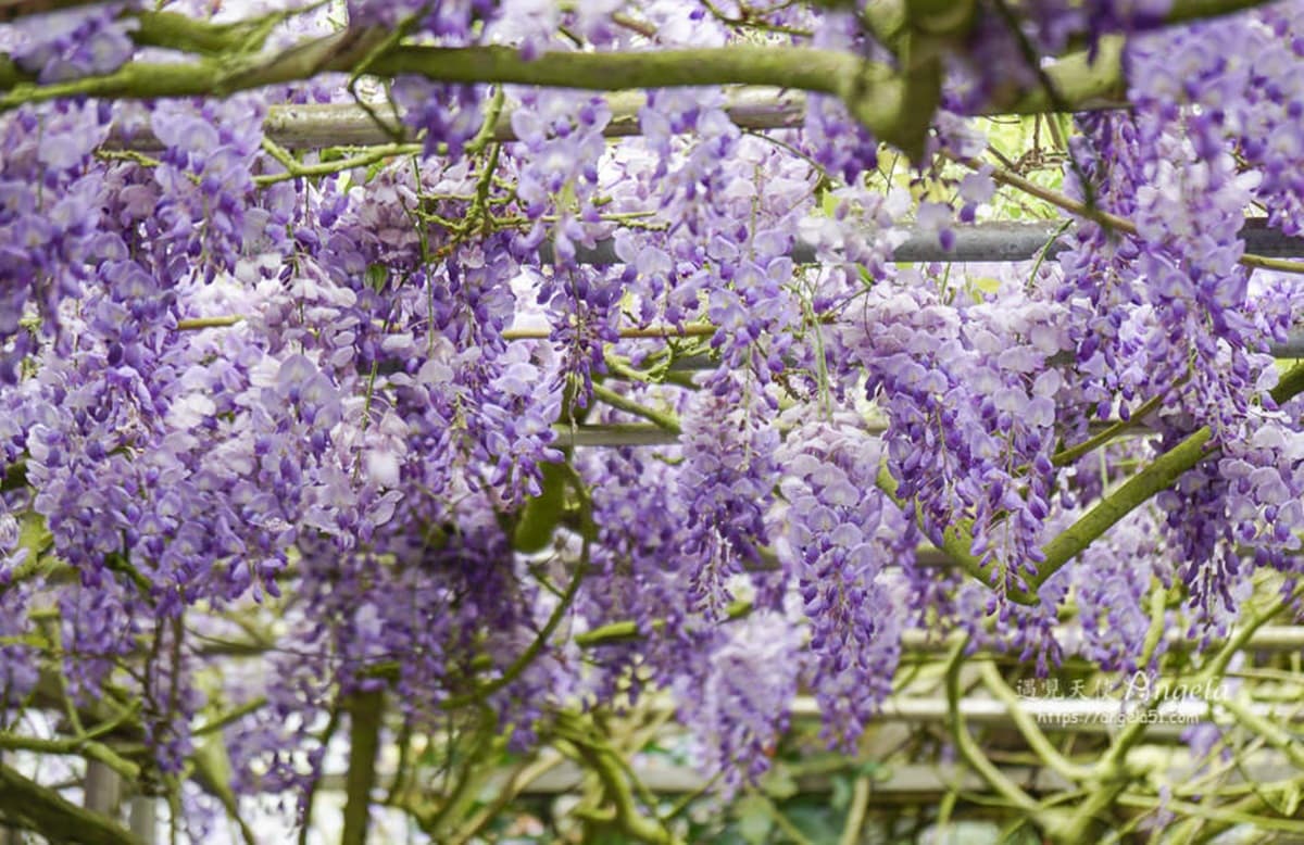 陽明山白海芋田「隱藏版紫藤花」在這!低消150「坐花海下用餐」還有限量餐點可吃 陽明山白海芋田「隱藏版紫藤花」在這!低消150「坐花海下用餐」還有限量餐點可吃