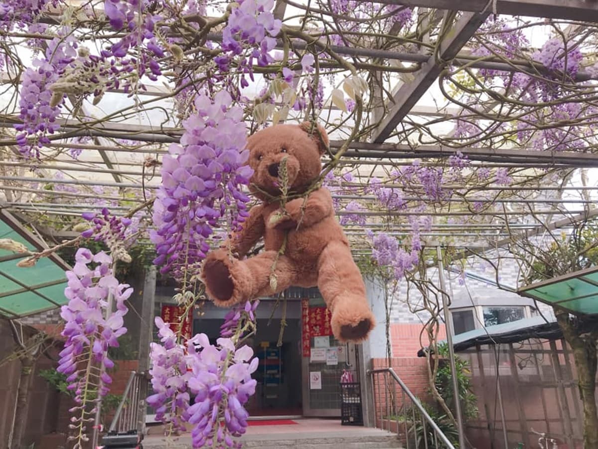 陽明山白海芋田「隱藏版紫藤花」在這!低消150「坐花海下用餐」還有限量餐點可吃 陽明山白海芋田「隱藏版紫藤花」在這!低消150「坐花海下用餐」還有限量餐點可吃
