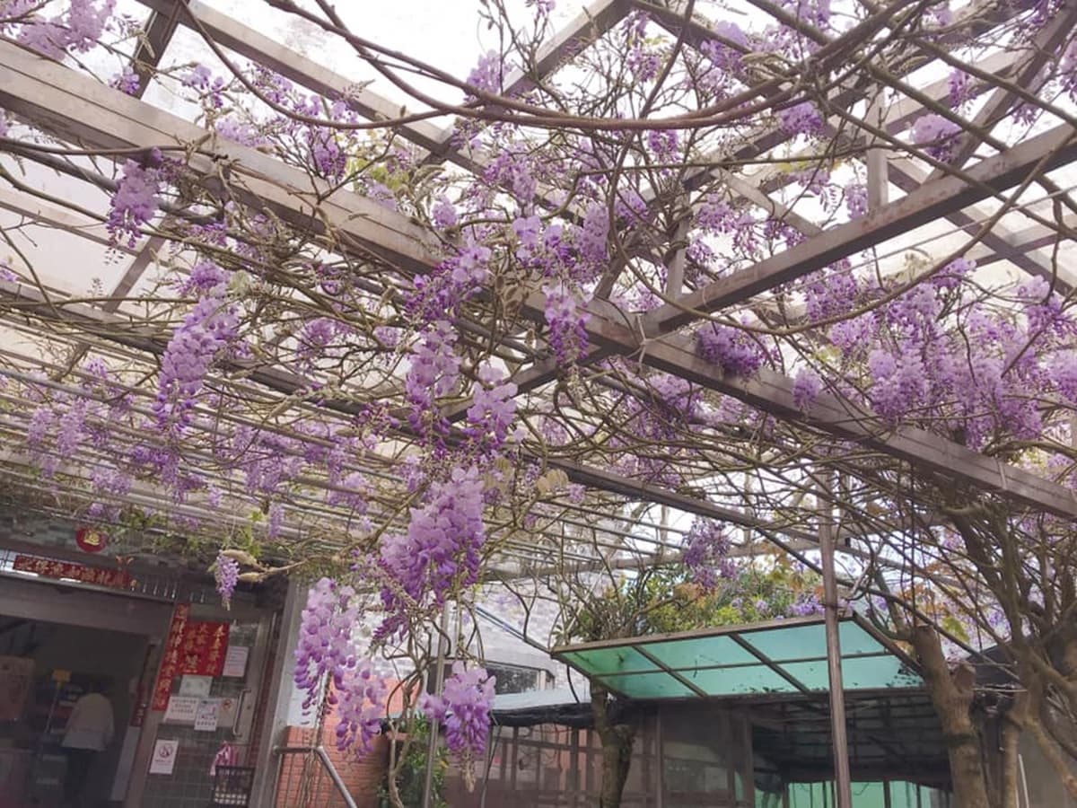 陽明山白海芋田「隱藏版紫藤花」在這!低消150「坐花海下用餐」還有限量餐點可吃 陽明山白海芋田「隱藏版紫藤花」在這!低消150「坐花海下用餐」還有限量餐點可吃
