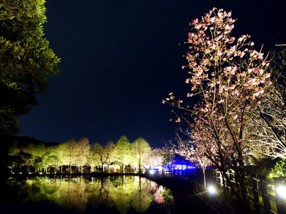 免飛日本!「台版河津櫻」夜櫻季登場,必拍超美「彩傘拱廊」 免飛日本!「台版河津櫻」夜櫻季登場,必拍超美「彩傘拱廊」