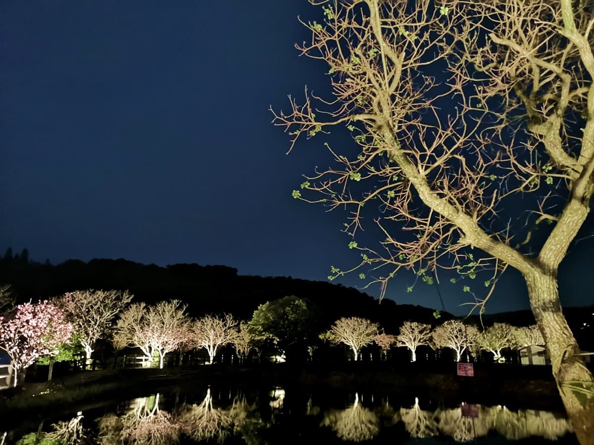 免飛日本!「台版河津櫻」夜櫻季登場,必拍超美「彩傘拱廊」 免飛日本!「台版河津櫻」夜櫻季登場,必拍超美「彩傘拱廊」