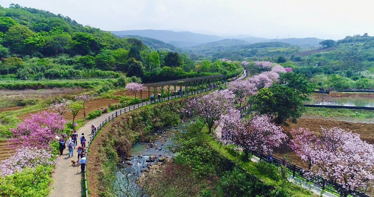 免飛日本!「台版河津櫻」夜櫻季登場,必拍超美「彩傘拱廊」 免飛日本!「台版河津櫻」夜櫻季登場,必拍超美「彩傘拱廊」