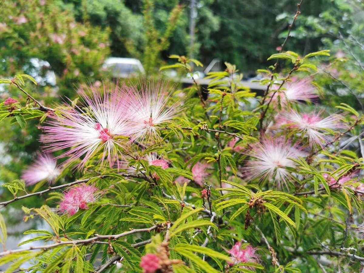 一球一球超可愛!鮮紅甜粉「粉撲花」爆開,被讚「夏日煙火」台北三處綻放中 一球一球超可愛!鮮紅甜粉「粉撲花」爆開,被讚「夏日煙火」台北三處綻放中