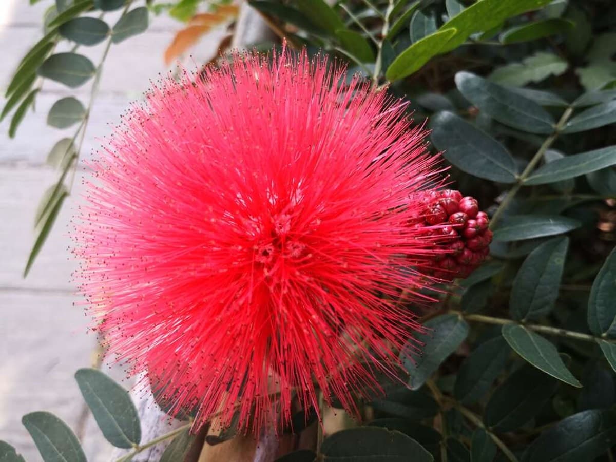一球一球超可愛!鮮紅甜粉「粉撲花」爆開,被讚「夏日煙火」台北三處綻放中 一球一球超可愛!鮮紅甜粉「粉撲花」爆開,被讚「夏日煙火」台北三處綻放中