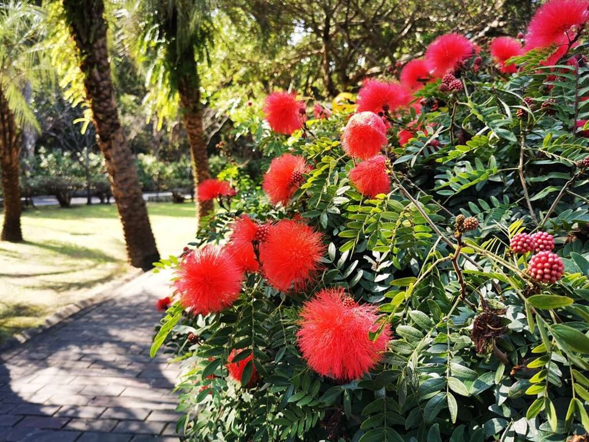 一球一球超可愛!鮮紅甜粉「粉撲花」爆開,被讚「夏日煙火」台北三處綻放中 一球一球超可愛!鮮紅甜粉「粉撲花」爆開,被讚「夏日煙火」台北三處綻放中