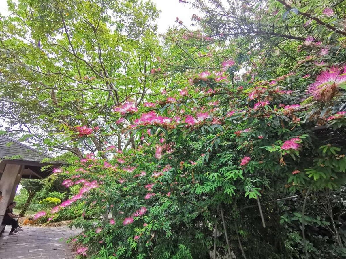 一球一球超可愛!鮮紅甜粉「粉撲花」爆開,被讚「夏日煙火」台北三處綻放中 一球一球超可愛!鮮紅甜粉「粉撲花」爆開,被讚「夏日煙火」台北三處綻放中