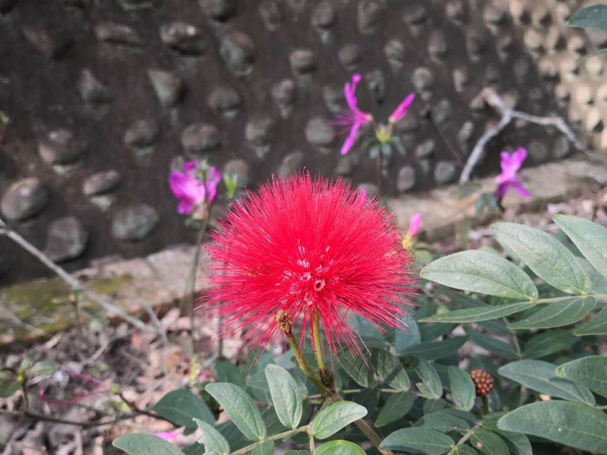 一球一球超可愛!鮮紅甜粉「粉撲花」爆開,被讚「夏日煙火」台北三處綻放中 一球一球超可愛!鮮紅甜粉「粉撲花」爆開,被讚「夏日煙火」台北三處綻放中