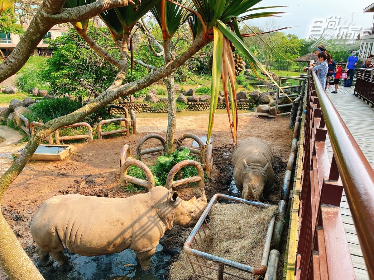 全台唯一「動物園飯店」!長頸鹿、羊駝來敲窗,還有「丁滿」陪吃飯 全台唯一「動物園飯店」!長頸鹿、羊駝來敲窗,還有「丁滿」陪吃飯