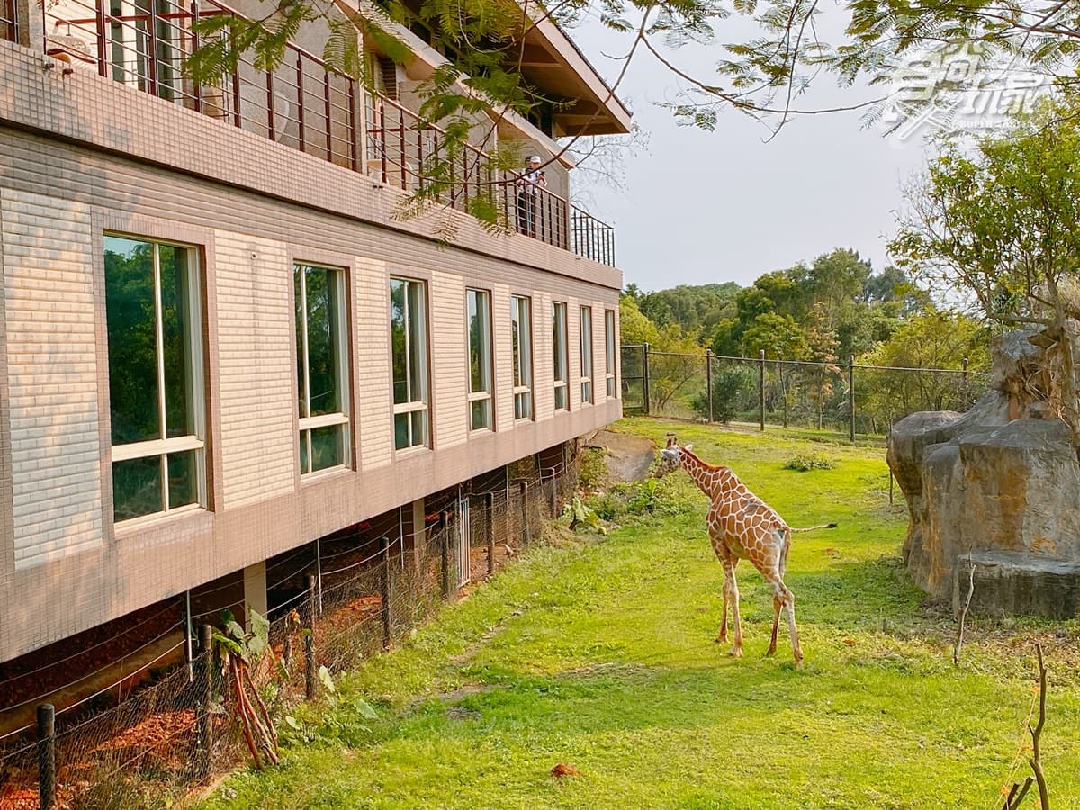 全台唯一「動物園飯店」不到千元!6人可住超狂「樓中樓」,還能爽玩樂園2天 全台唯一「動物園飯店」不到千元!6人可住超狂「樓中樓」,還能爽玩樂園2天